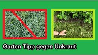 Unkraut im Beet natürlich verhindern / Unkraut Verbreitung durch Rasenschnitt Mulchen eindämmen TIPP