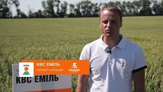 КВС ЕМІЛЬ: озима пшениця із найвищою зимостійкістю | КВС-УКРАЇНА