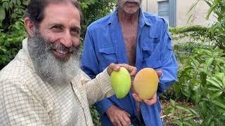 Picking Mangos at the Right Time