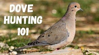 Dove Hunting 101 (For Beginners)