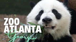 Zoo Atlanta | Atlanta Georgia Zoo in Grant Park