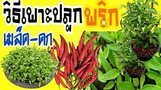 วิธีเพาะปลูกเมล็ดพริกในกระถาง ให้ดก เก็บกินได้ตลอด | How to plant chilli plants in pots