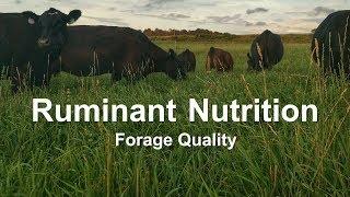 Ruminant Nutrition: Forage Quality