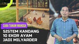 SISTEM KANDANG 10 EKOR AYAM JADI MILYARDER