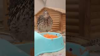 Domestic quails in the apartment #bird #beauty #pet