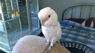 One Crazy Goffin Cockatoo shes Sweet!