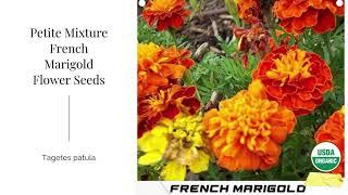 Petite Mixture French Marigold Seeds Tagetes patula Yellow Flower Non GMO Organic Garden Summer USA