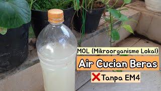 MEMBUAT MOL AIR CUCIAN BERAS DENGAN BAHAN YG ADA DI DAPUR