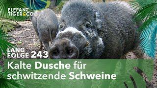 Hitzewelle im Zoo Leipzig (Langfolge 243) | Elefant, Tiger & Co. | ARD