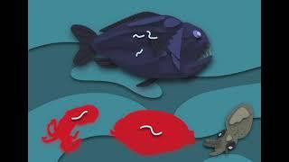 A McGoran Video 1   microplastic in deep sea fishes