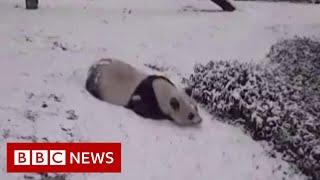 Pandas sliding in the snow - BBC News