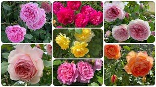 Английские розы, все сорта с названиями и краткой характеристикой (Урал, 2-3 зона)