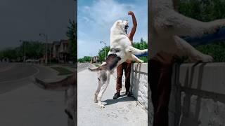 Giant Alabai Dog - Central Asian Shepherd  #shorts