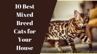 TOP 10 Mixed Breed Cats for You House