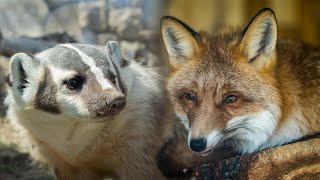 Fox vs. Badger: Who Rules the City? | City Safari