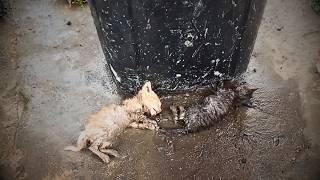 Two dead kittens lay on the wet ground by the trash, mouths weakly opening for help when approached.