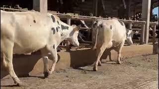 Vacas Holandesas em lactação com 40 kg de média a venda. Ligue (37) 9 9134-3818.