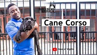 Breeder's Wahala: S2 EP1.. Breeding Cane Corsos with Mr. Robert Annang of Raj Cane Corsos.