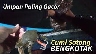 Cara mancing cumi sotong bengkotak pakai umpan rajungan