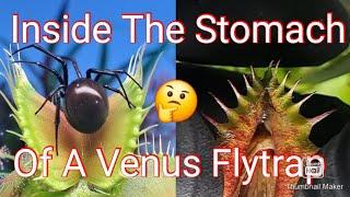 What's inside the stomach of a venus fly trap