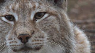 Der Harz - Tiefer Wald und wilde Bergwelt