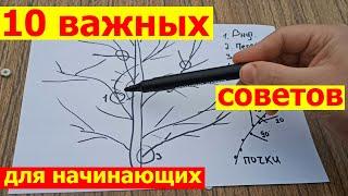 Как правильно обрезать молодую взрослую яблоню весной для начинающих пошагово схемы в картинках