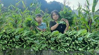 Two orphans harvest green vegetables to sell - Cooking, gardening | Boy orphaned parents