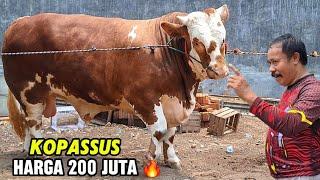 PAK KADES BELI SAPI MONSTER️AMUNISI BARU OWNER BRUNO UNTUK KONTES JATENG