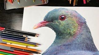 How to draw bird feathers with colour pencils