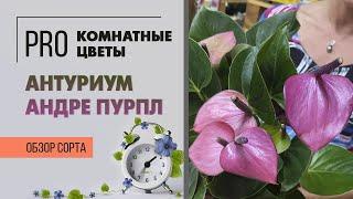 Антуриум Андре Пурпл. Обзор сорта. Цветущее яркое комнатное растение для дома и офиса.