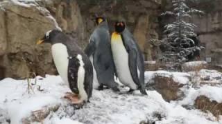 Penguins play in the snow at St. Louis Zoo