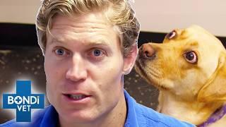 Unbelievable Devotion: The Clinic’s Most Dedicated Owners  | Best of Bondi Vet