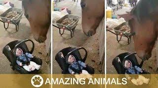 Horse Rocks Crying Baby