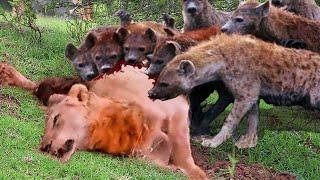 Lions Fight Hyenas On The Savannah, Lions Are Cornered By Hyenas And The End Is Tragic