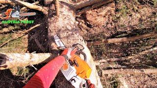 Felling and delimbing with the Stihl 400 C