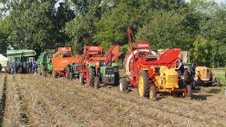 Old skool potato harvest Grimme Sterbo Climax Ford MF Hanomag  John Deere