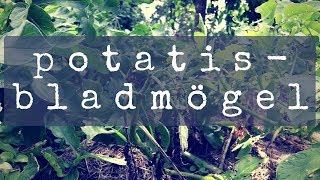 Potatisbladmögel på potatis
