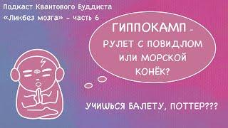 Гиппокамп. Функции и значение гиппокампа. Типы памяти. Влияние стресса на гиппокамп. Строение мозга