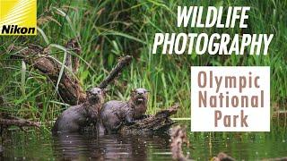 Coastal Wildlife Photography - NIKON Z6ii + Nikon 200-400mm - River Otters, Sea Otters and More!