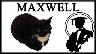 This Is Maxwell The Cat