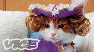 Cats In Funny Outfits! | The Cute Show