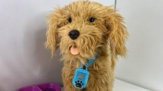 Moji The Lovable Labradoodle Key Features! Best Interactive Toy Ever Made! NO JOKE #moji #mojidog
