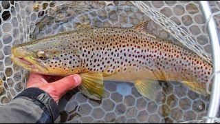 Fly Fishing New York Euronymphing a Stout Brown Trout