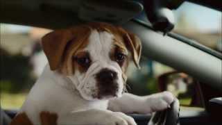 Super Bowl Dog Commercial - CarMax