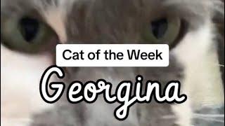 Cat of the Week ~ Georgina