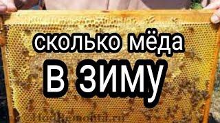 сколько мёда в зиму-август на пасеке/пчеловодство