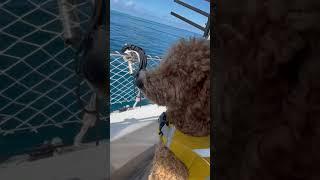 Puppy on a boat | What it’s really like living on a sailboat