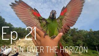 Soarin’ Over the Horizon | Ep. 21 - Hahn’s And Chestnut-fronted Macaw from now on. Memperkenalkan.