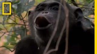 How Male Chimps Show Off | National Geographic