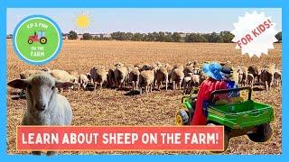 Sheep Shearing and Mustering: Farm Life & Learning with Kip and Finn